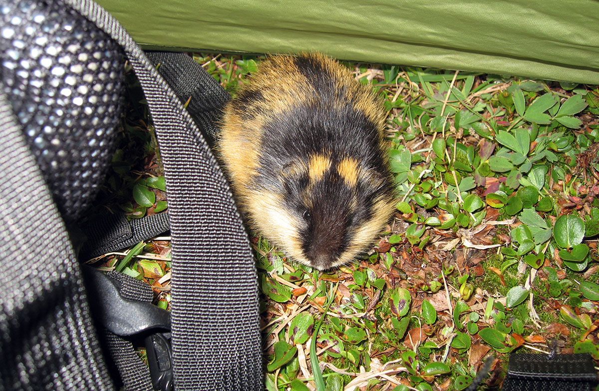 Lemming